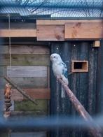 Rosella, Mannelijk, Parkiet