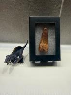 *GEM* Spinosaurus tand - 5.5cm, Ophalen of Verzenden, Fossiel