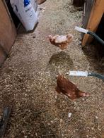 2 legkippen te koop., Dieren en Toebehoren, Pluimvee, Vrouwelijk, Kip