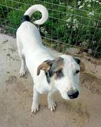 AANDOENLIJK JONG TEEFJE CARO HEEFT SNEL EEN BAASJE NODIG, Dieren en Toebehoren, Honden | Niet-rashonden, Particulier, Rabiës (hondsdolheid)