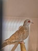 Bruine diamant duifjes, Meerdere dieren, Overige soorten