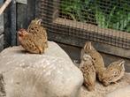 Jungle Bush Kwartels te koop, Meerdere dieren