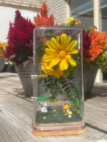 Gele bloem springspin terrariums beschikbaar voor biedingen