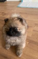 Lieve Pomeranian pup – 8 weken, chip & paspoort, Dieren en Toebehoren, Katten en Kittens | Overige Katten, Poes