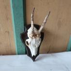 Gewei klein met houten plaat 13,5 x 21 cm goede staat, Ophalen of Verzenden, Gebruikt, Overige soorten, Schedel