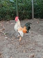 Te koop mooie kriel haantje, Dieren en Toebehoren, Pluimvee, Mannelijk, Kip
