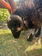 Bram het ouessant ram, Dieren en Toebehoren, Schapen, Geiten en Varkens, Mannelijk, Schaap