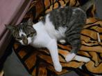 Hij is een heel lief katje, Hij is één jaar oud (gratis), Kater, 0 tot 2 jaar