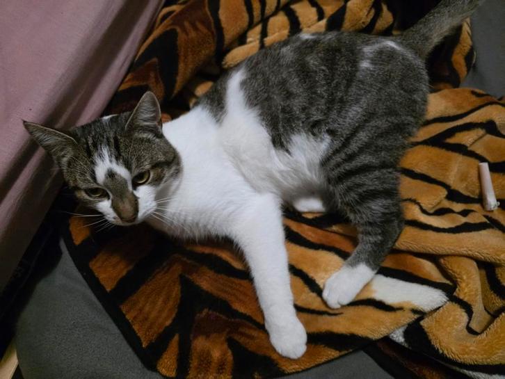 Hij is een heel lief katje, Hij is één jaar oud (gratis), Dieren en Toebehoren, Katten en Kittens | Overige Katten, Kater, 0 tot 2 jaar