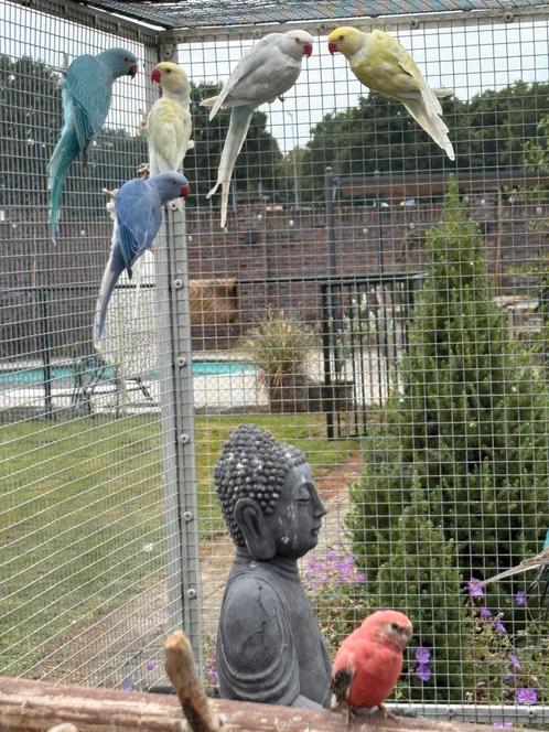 Halsbandparkieten – verschillende mutaties – januari 2025, Dieren en Toebehoren, Vogels | Parkieten en Papegaaien, Parkiet, Meerdere dieren