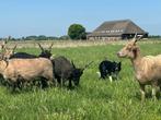 Weide voor schapen in zuidplas
