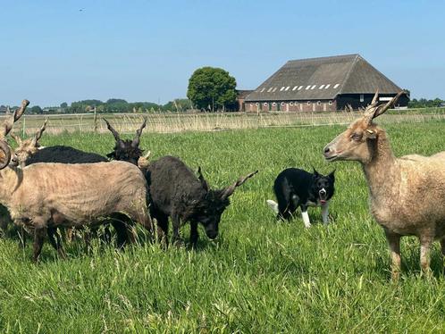 Weide voor schapen in zuidplas, Dieren en Toebehoren, Stalling en Weidegang