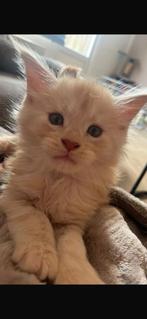 Laatste Maine Coon poesje crème, Dieren en Toebehoren, Katten en Kittens | Raskatten | Langhaar, Poes, Gechipt, 0 tot 2 jaar