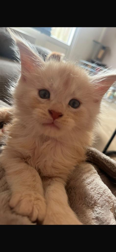 Laatste Maine Coon poesje crème, Dieren en Toebehoren, Katten en Kittens | Raskatten | Langhaar, Poes, 0 tot 2 jaar, Gechipt, Ontwormd