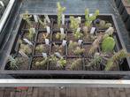 24 winterharde cactussen incl verzendkosten binnen Nederland, Overige soorten, Volle zon, Vaste plant, Ophalen of Verzenden