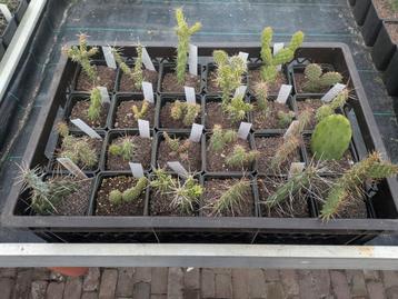 24 winterharde cactussen incl verzendkosten binnen Nederland beschikbaar voor biedingen