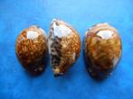 Schelpen: Cypraea arabica L. (roestkleur) f++g 41-49mm+, Verzenden, Schelp(en)