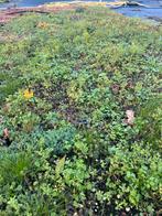 6 m2 Sedum & Kruiden trays - Divers assortiment, Tuin en Terras, Planten | Tuinplanten, Volle zon, Vaste plant, Ophalen of Verzenden