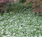Lamium M. White Nancy | Gevlekte Dovenetel | Chemievrij, Bodembedekkers, Vaste plant, Ophalen of Verzenden, Halfschaduw