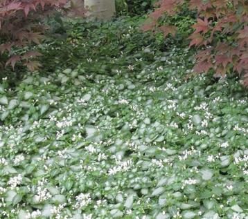 Lamium M. White Nancy | Gevlekte Dovenetel | Chemievrij beschikbaar voor biedingen