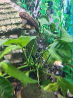 Algeneter, Dieren en Toebehoren, Vissen | Aquariumvissen, Vis