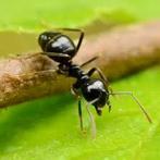 Lasius Fuliginosus EIGEN WERKSTERS! en broed in alle stadia, Dieren en Toebehoren, Insecten en Spinnen, Mieren