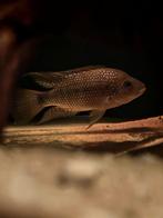 A.Istlanum cichliden nakweek, Dieren en Toebehoren, Vissen | Aquariumvissen, Vis