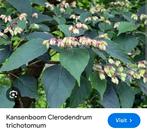 Kansenboom - Clerodendrum trichotomum (pindakaasboom, Zomer, Ophalen
