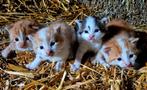 Boerderij Kittens, Dieren en Toebehoren, Katten en Kittens | Overige Katten, Meerdere dieren, Kortharig, 0 tot 2 jaar