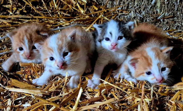 Boerderij Kittens, Dieren en Toebehoren, Katten en Kittens | Overige Katten, Kortharig, Meerdere dieren, 0 tot 2 jaar