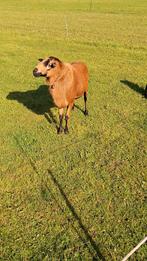 Black belly ram, Dieren en Toebehoren, Schapen, Geiten en Varkens, Mannelijk, Schaap