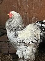 Bramha  haan, Dieren en Toebehoren, Pluimvee, Mannelijk, Kip