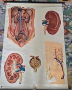 Schoolplaat anatomie lever, Antiek en Kunst, Ophalen of Verzenden, Natuur en Biologie