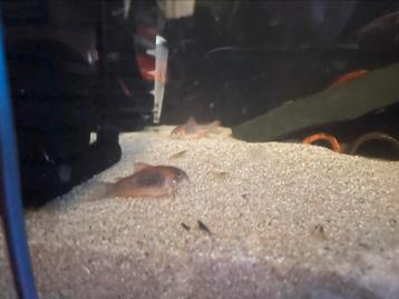 Corydoras Venezuela Orange beschikbaar voor biedingen
