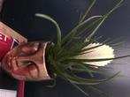 Gouden bloempot met gezicht + gratis plant, Ophalen of Verzenden, Halfschaduw, Minder dan 100 cm