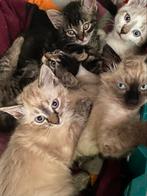 Europees lang/korthaar kittens, Dieren en Toebehoren, Katten en Kittens | Raskatten | Langhaar, Meerdere dieren