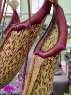 Nepenthes Jumbo XXL p25 (5), Ophalen of Verzenden, Halfschaduw