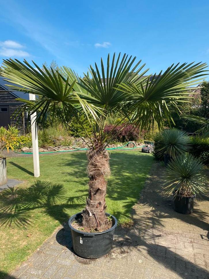 Mooie grote palm, palmboom, Trachycarpus Fortunei, Tuin en Terras, Planten | Bomen, Palmboom, 100 tot 250 cm, Volle zon, Zomer