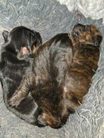 Laatste reutje kruising stafford/jack russel, Oktober, Mannelijk