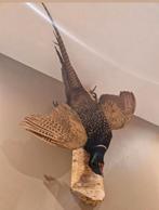 opgezette Fazant, Verzamelen, Dierenverzamelingen, Ophalen, Vogel, Opgezet dier