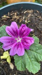 Klein kaasjeskruid. Inheemse plant. Gifvrij gekweekt, Tuin en Terras, Ophalen, Zomer, Volle zon