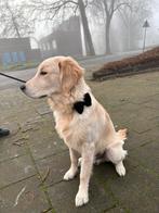 Golden retriever, Dieren en Toebehoren, Honden | Retrievers, Spaniëls en Waterhonden, Golden retriever, België, Particulier, Rabiës (hondsdolheid)
