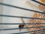 Te koop cubavink man, Dieren en Toebehoren, Mannelijk, Tropenvogel