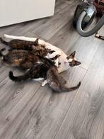 Kittens