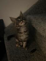 Main coon kittens 2 dames 13 juni 2025, Dieren en Toebehoren, Katten en Kittens | Raskatten | Langhaar, Poes, 0 tot 2 jaar