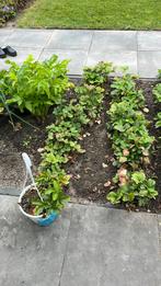 Aardbeien plant en stekjes, Tuin en Terras, Volle zon, Vaste plant, Ophalen of Verzenden, Fruitplanten