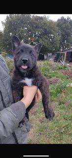 Hollandse herder/kruising herder x Samojeed, Dieren en Toebehoren, Honden | Herdershonden en Veedrijvers, Reu, CDV (hondenziekte)