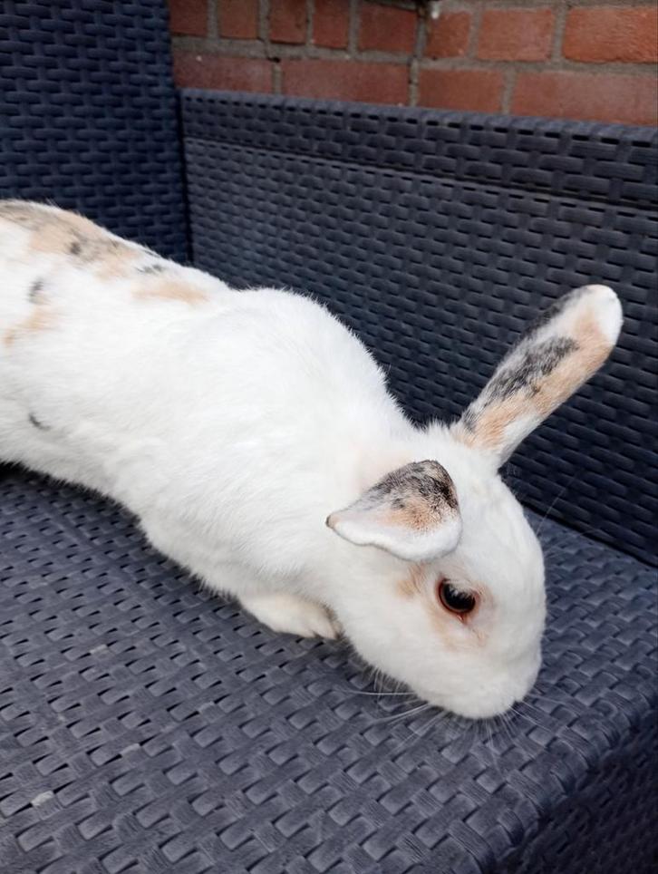 Een fijn huisje gezocht., Dieren en Toebehoren, Konijnen, Klein, Mannelijk, 3 tot 5 jaar, Hangoor
