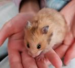 Jonge hantamme goudhamsters, Dieren en Toebehoren, Knaagdieren, Juni, Meerdere dieren, Hamster