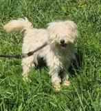 Buddy 20 mei in Nederland, Dieren en Toebehoren, Honden | Niet-rashonden, Particulier, Rabiës (hondsdolheid), Reu, 1 tot 2 jaar